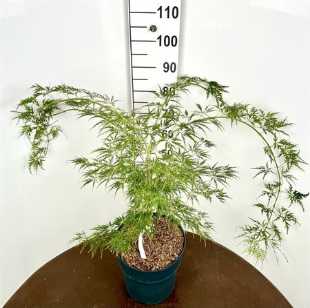 Acer pal. 'Dissectum' 50-60 cm cont. 12L - afbeelding 5