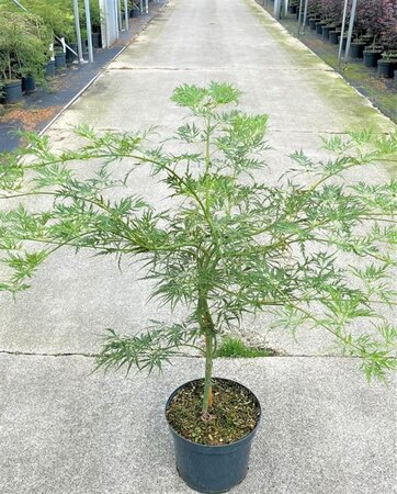 Acer pal. 'Dissectum' 50-60 cm cont. 12L - afbeelding 2