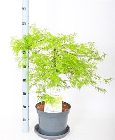 Acer pal. 'Dissectum' 50-60 cm cont. 12L - afbeelding 3