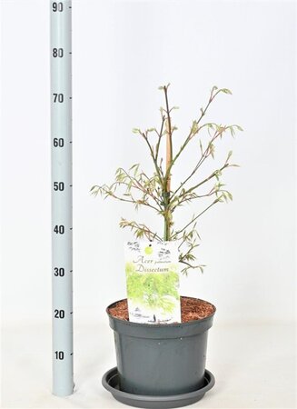Acer pal. 'Dissectum' 50-60 cm cont. 12L - afbeelding 4