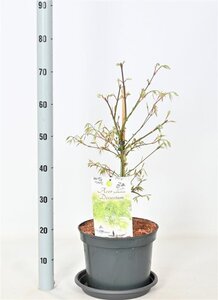 Acer pal. 'Dissectum' 50-60 cm cont. 12L - afbeelding 4