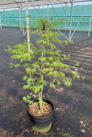 Acer pal. 'Dissectum' 60-80 cm cont. 15L - afbeelding 3