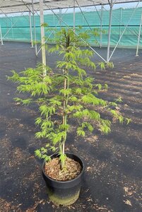Acer pal. 'Dissectum' 60-80 cm cont. 15L - afbeelding 3