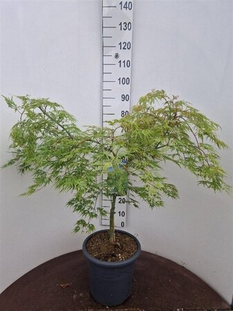 Acer pal. 'Dissectum' 60-80 cm cont. 15L - afbeelding 1