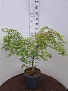 Acer pal. 'Dissectum' 60-80 cm cont. 15L