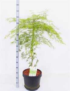 Acer pal. 'Dissectum' 60-80 cm cont. 15L - afbeelding 5