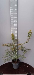 Acer pal. 'Dissectum' 60-80 cm cont. 7,5L