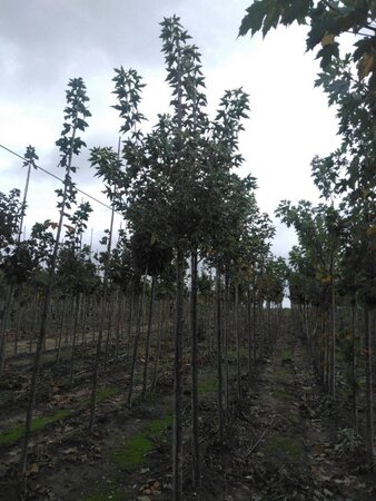 Acer plat. 'Drummondii' 10-12 Hoogstam wortelgoed - afbeelding 4