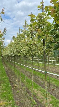 Acer plat. 'Drummondii' 12-14 Hoogstam draadkluit 2 X verplant - afbeelding 4