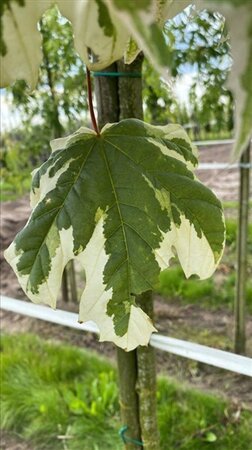 Acer plat. 'Drummondii' 12-14 Hoogstam draadkluit 2 X verplant - afbeelding 5