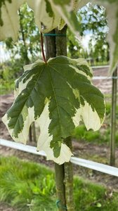 Acer plat. 'Drummondii' 12-14 Hoogstam draadkluit 2 X verplant - afbeelding 5