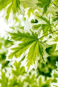 Acer plat. 'Drummondii' 20-25 Hoogstam draadkluit 250 cm stam - afbeelding 2