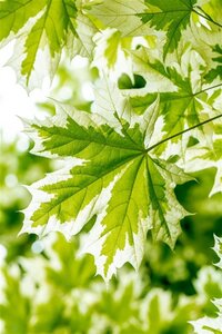 Acer plat. 'Drummondii' 6-8 cm draadkluit geveerd - afbeelding 2