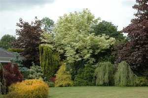 Acer plat. 'Drummondii' 6-8 cm draadkluit geveerd - afbeelding 3