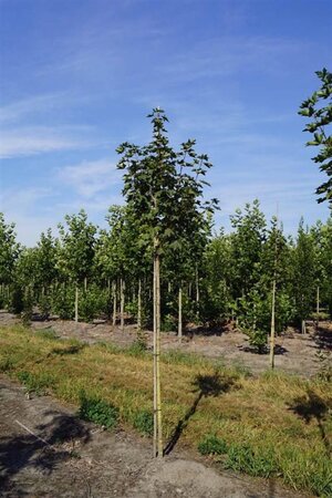 Acer plat. 'Emerald Queen' 10-12 Hoogstam draadkluit - afbeelding 2