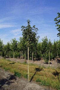 Acer plat. 'Emerald Queen' 10-12 Hoogstam draadkluit - afbeelding 2