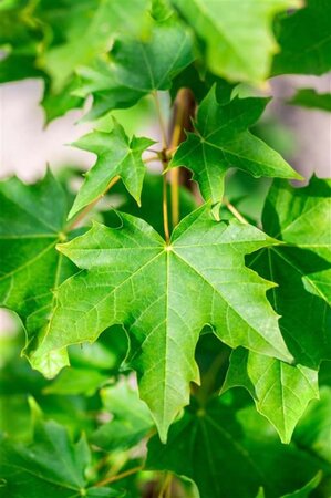 Acer plat. 'Emerald Queen' 20-25 Hoogstam draadkluit 4 X verplant
