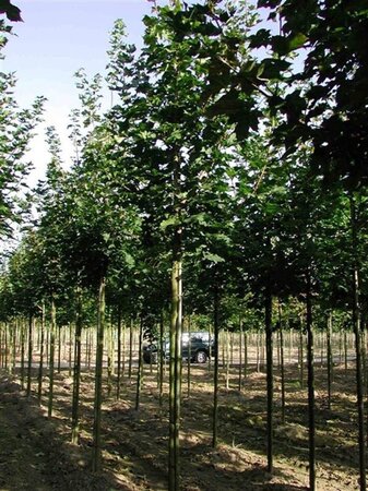 Acer plat. 'Emerald Queen' 6-8 Hoogstam wortelgoed - afbeelding 2