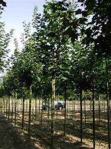 Acer plat. 'Emerald Queen' 6-8 Hoogstam wortelgoed - afbeelding 2