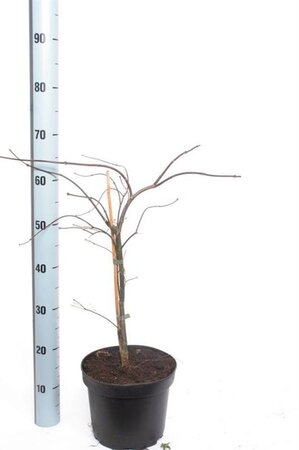 Acer pal. 'Firecracker' 40-50 cm cont. 5,0L - afbeelding 2