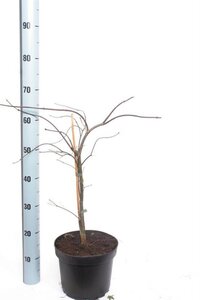 Acer pal. 'Firecracker' 40-50 cm cont. 5,0L - afbeelding 2