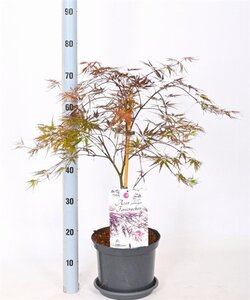 Acer pal. 'Firecracker' 40-50 cm cont. 5,0L - afbeelding 3