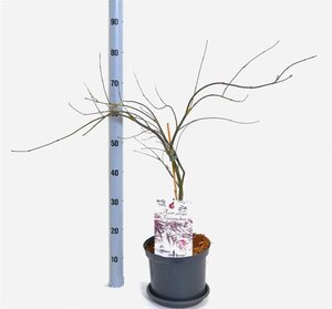 Acer pal. 'Firecracker' 40-50 cm cont. 5,0L - afbeelding 5