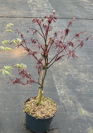 Acer pal. 'Firecracker' 40-50 cm cont. 5,0L - afbeelding 6
