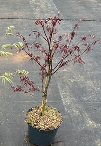 Acer pal. 'Firecracker' 40-50 cm cont. 5,0L - afbeelding 6