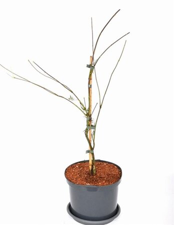 Acer pal. 'Firecracker' 40-50 cm cont. 5,0L - afbeelding 7