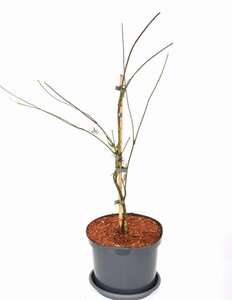 Acer pal. 'Firecracker' 40-50 cm cont. 5,0L - afbeelding 7