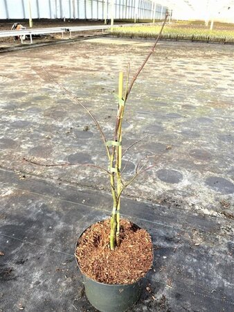 Acer pal. 'Firecracker' 40-50 cm cont. 5,0L - afbeelding 8