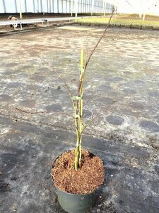 Acer pal. 'Firecracker' 40-50 cm cont. 5,0L - afbeelding 8