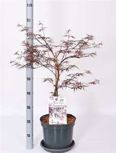 Acer pal. 'Firecracker' 50-60 cm cont. 12L