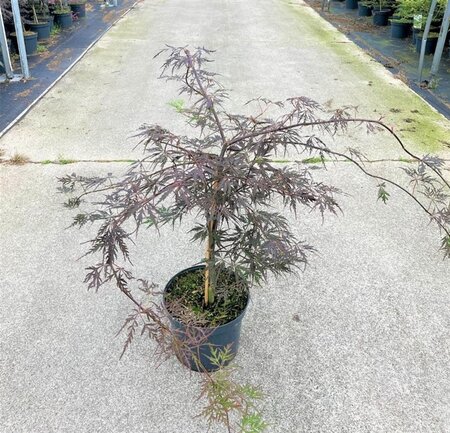 Acer pal. 'Firecracker' 50-60 cm cont. 12L - afbeelding 2