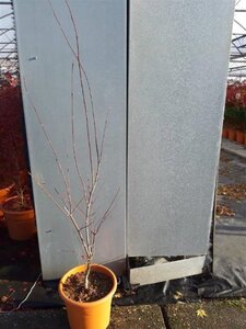 Acer pal. 'Fireglow' 80-100 cm cont. 15L