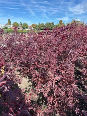 Acer pal. 'Fireglow' 80-100 cm met kluit