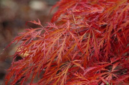 Acer pal. 'Garnet' 30-40 cm cont. 3,0L - afbeelding 1
