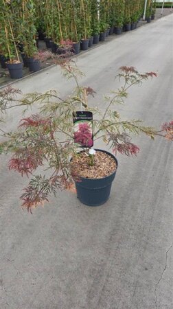 Acer pal. 'Garnet' 50-60 cm cont. 12L - afbeelding 2
