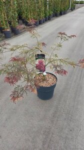 Acer pal. 'Garnet' 50-60 cm cont. 12L - afbeelding 2