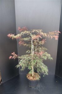 Acer pal. 'Garnet' 60-80 cm cont. 10L - afbeelding 3