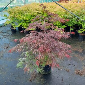 Acer pal. 'Garnet' 60-80 cm cont. 10L - afbeelding 3