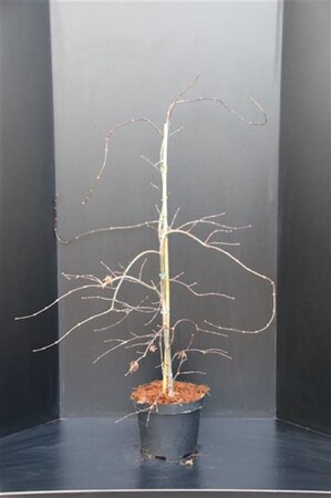 Acer pal. 'Garnet' 60-80 cm cont. 10L - afbeelding 4