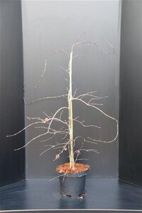 Acer pal. 'Garnet' 60-80 cm cont. 10L - afbeelding 4
