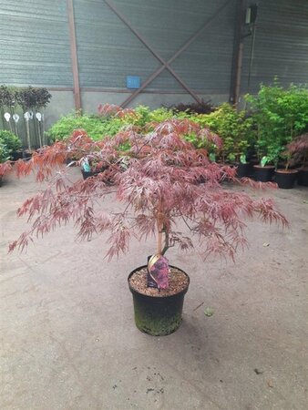 Acer pal. 'Garnet' 60-80 cm cont. 10L - afbeelding 4
