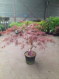 Acer pal. 'Garnet' 60-80 cm cont. 10L - afbeelding 4
