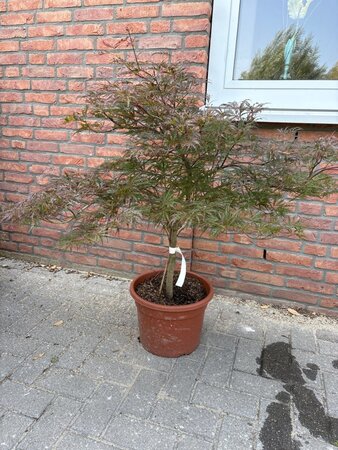 Acer pal. 'Garnet' 60-80 cm cont. 15L - afbeelding 7