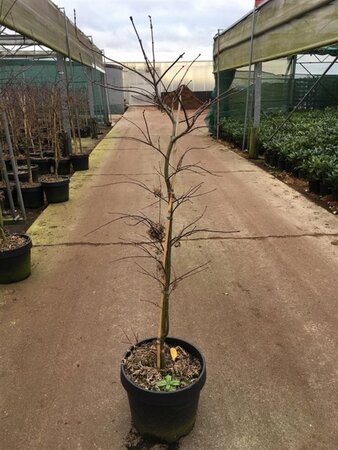 Acer pal. 'Garnet' 60-80 cm cont. 15L - afbeelding 5