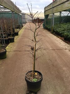 Acer pal. 'Garnet' 60-80 cm cont. 15L - afbeelding 5