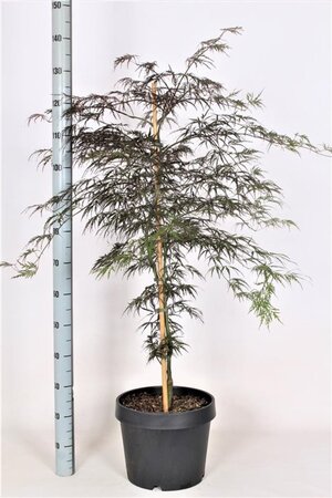 Acer pal. 'Garnet' 60-80 cm cont. 15L - afbeelding 6